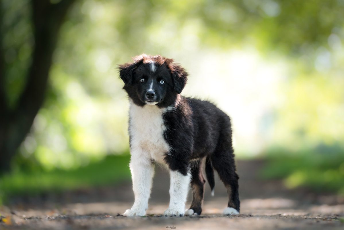 Aussis&MiniBreizh chiots chiot3 BergerAmericain